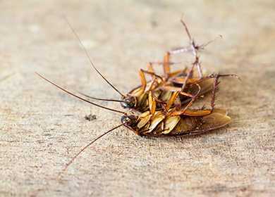Ловушки для тараканов – безопасное средство избавления от насекомых