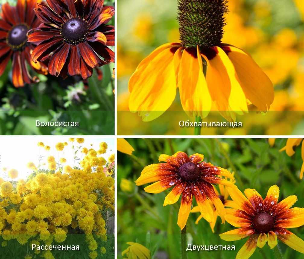 Рудбекия: видовое разнообразие цветка и правила агротехники