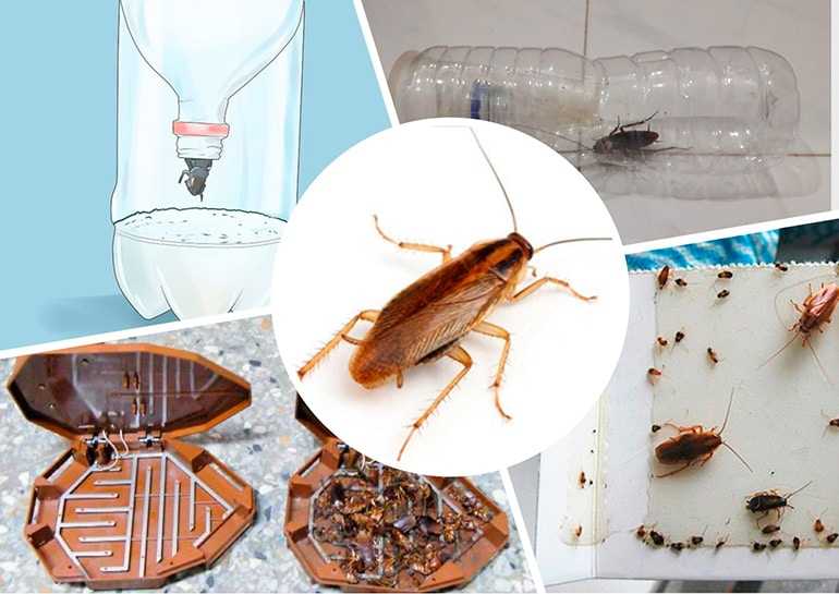 Самые эффективные ловушки для тараканов: обзор, описание и отзывы
