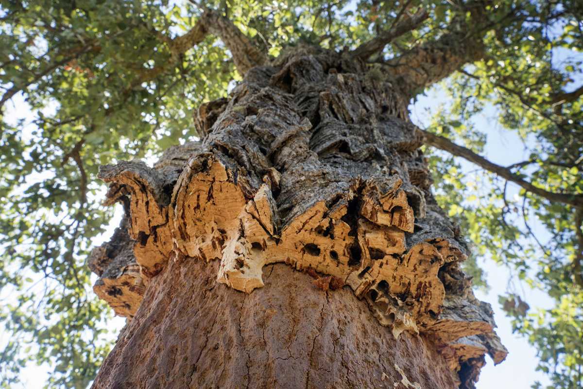 Пробковый дуб. свойства древесины. полезные свойства -