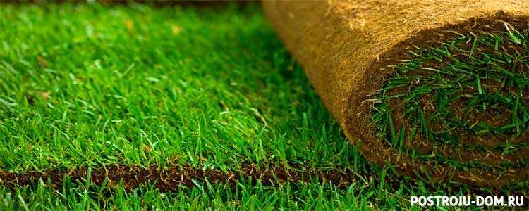 Опрятный газон своими руками: подбор травы и правила посадки
