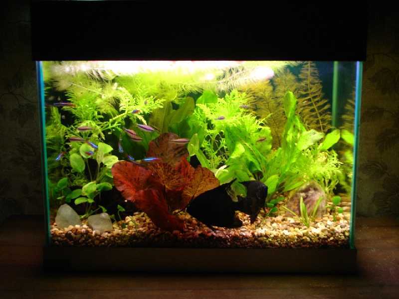 Искусственный аквариум: виды и применение