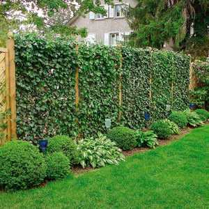 Озеленение дачного участка: фото и основные рекомендации по созданию живописного сада