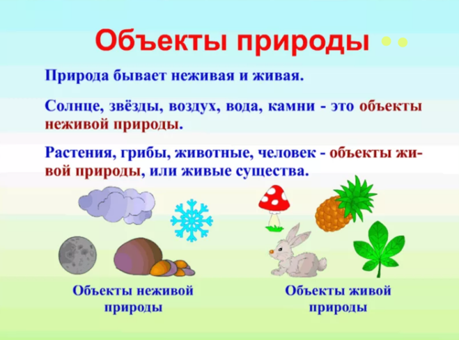 Что относится к неживой природе: примеры предметов и объектов | tvercult.ru