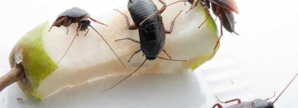 Ловушки для тараканов: самые эффективные, как сделать своими руками