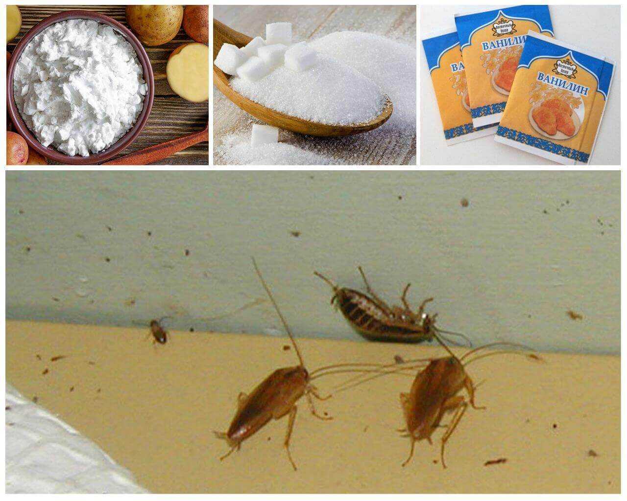 Как эффективно бороться с тараканами в квартире: профессиональные средства, домашние методы борьбы, рекомендации и советы - handskill.ru