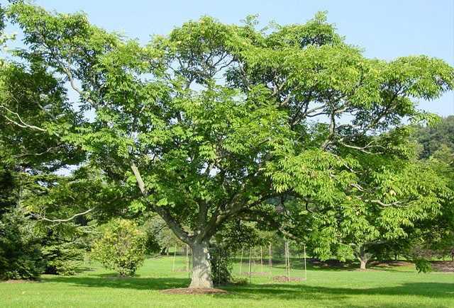 Пробковый дуб. свойства древесины. полезные свойства