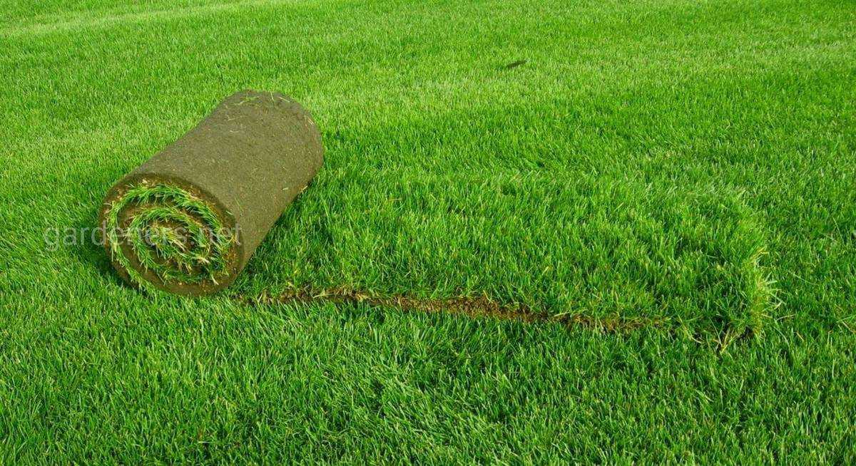 В чем преимущества рулонного газона и как правильно его уложить?