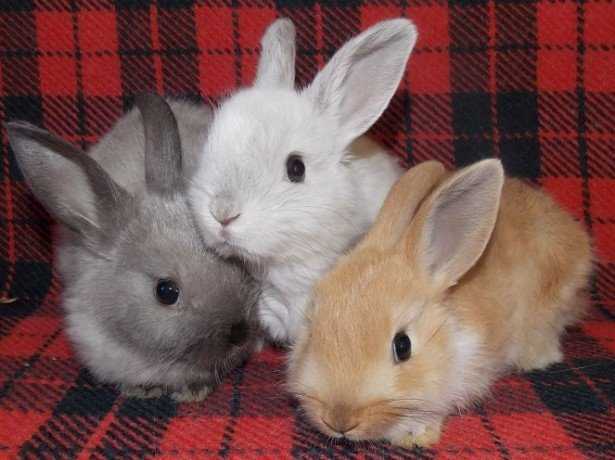 Декоративные кролики: уход и содержание в домашних условиях, чем кормить, как приручить?