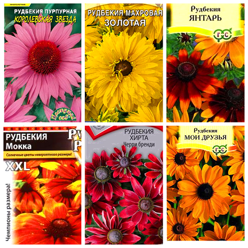 6 неприхотливых многолетников, которые украшают мои цветники в сентябре. названия, описания, сорта, фото — ботаничка.ru