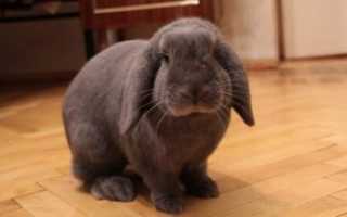 Декоративный кролик. особенности содержания декоративных кроликов в домашних условиях | животный мир