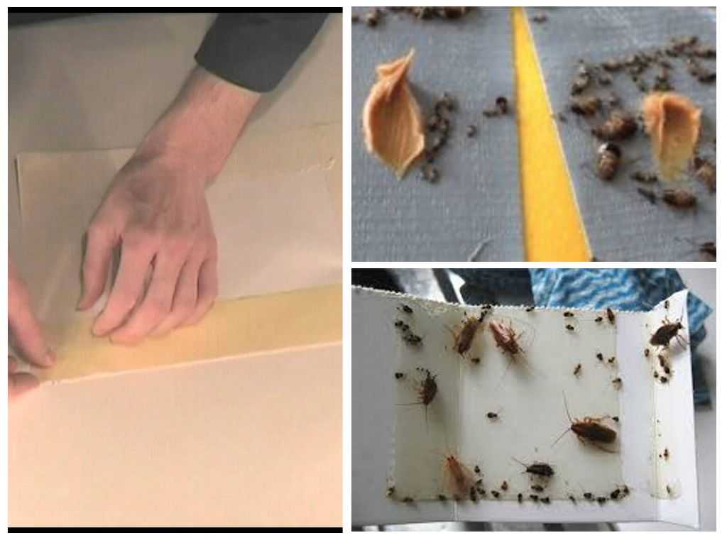 Ловушки для тараканов: способ применения и принцип действия
