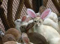 Как начать разведение декоративных  кроликов в домашних условиях с нуля?