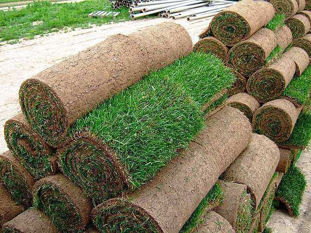 Искусственная трава (78 фото): ландшафтное газонное напольное покрытие, укладка газона на даче на клей