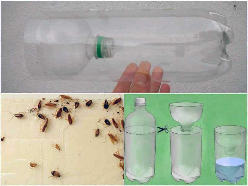 10 самых эффективных ловушек для тараканов