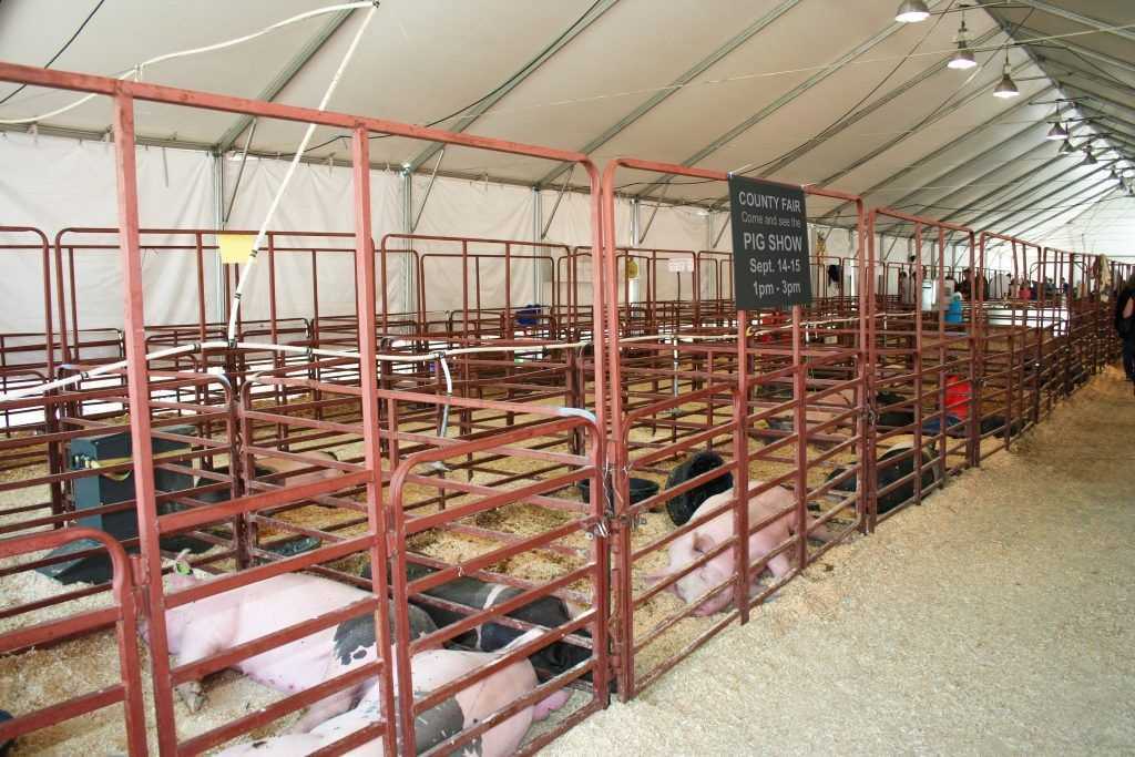 Инструкция постройки загона для свиней на 20 и 100 голов и щелевых полов