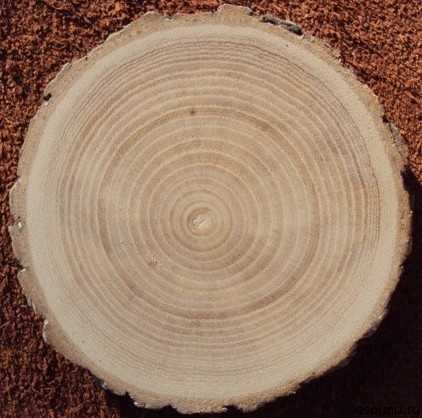 Достоинства и недостатки древесины