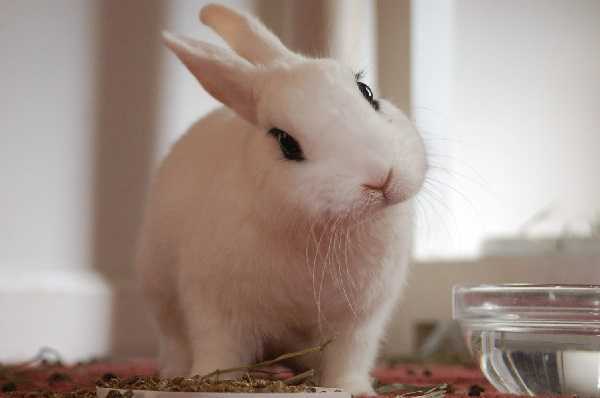 Декоративные кролики: содержание и уход в домашних условиях