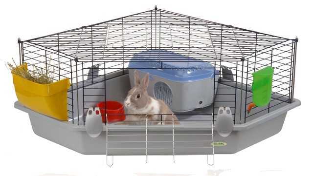 Декоративные кролики - уход и содержание в домашних условиях
