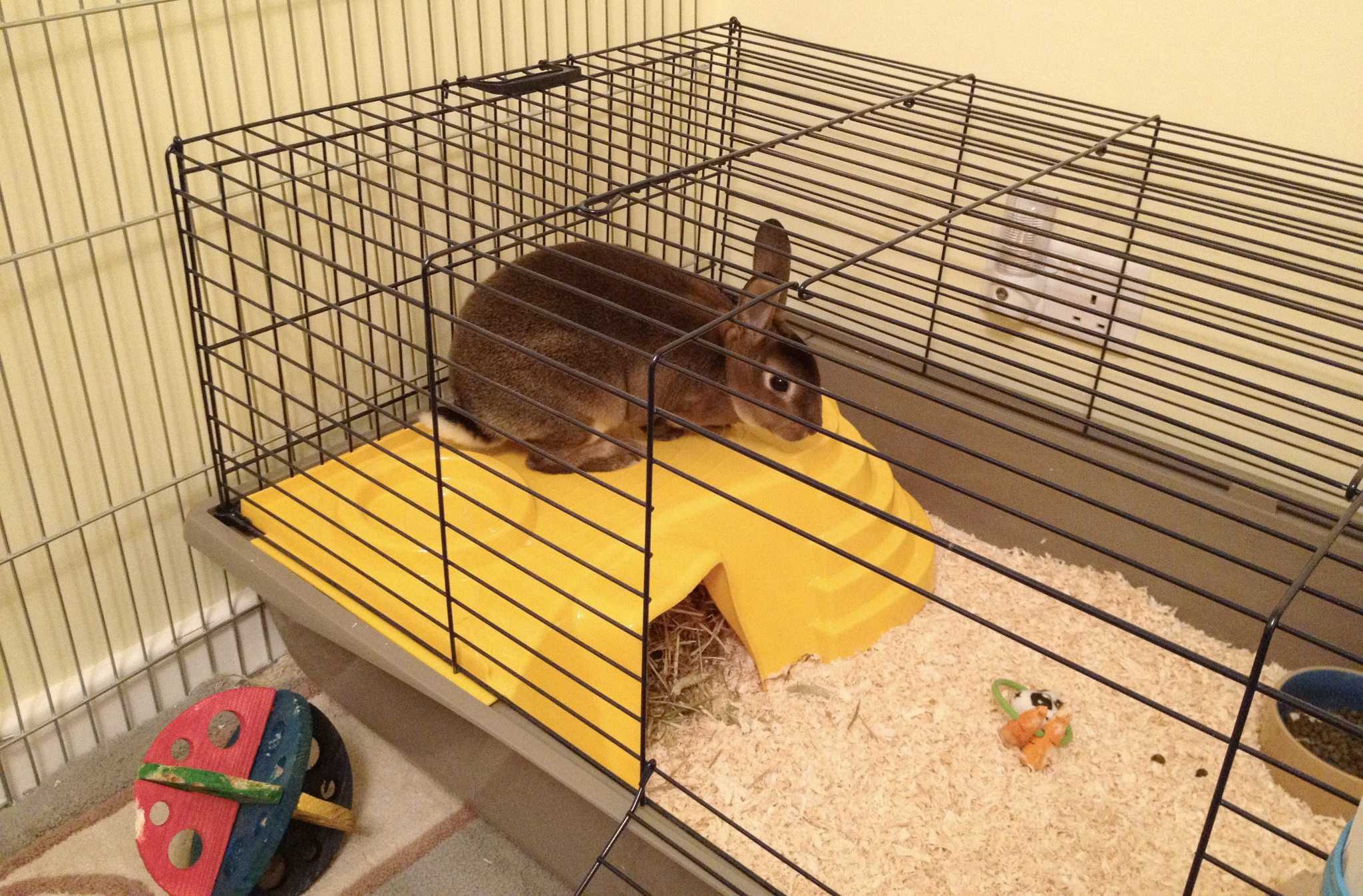 Как ухаживать за кроликами; уход и содержание декоративных кроликов в домашних условиях.