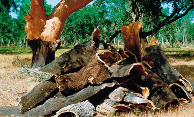 Отходы коры деревьев: виды, чем отличается материал, снятый с лиственных, плодовых и хвойных древесных пород, фракция и роль размера кусков